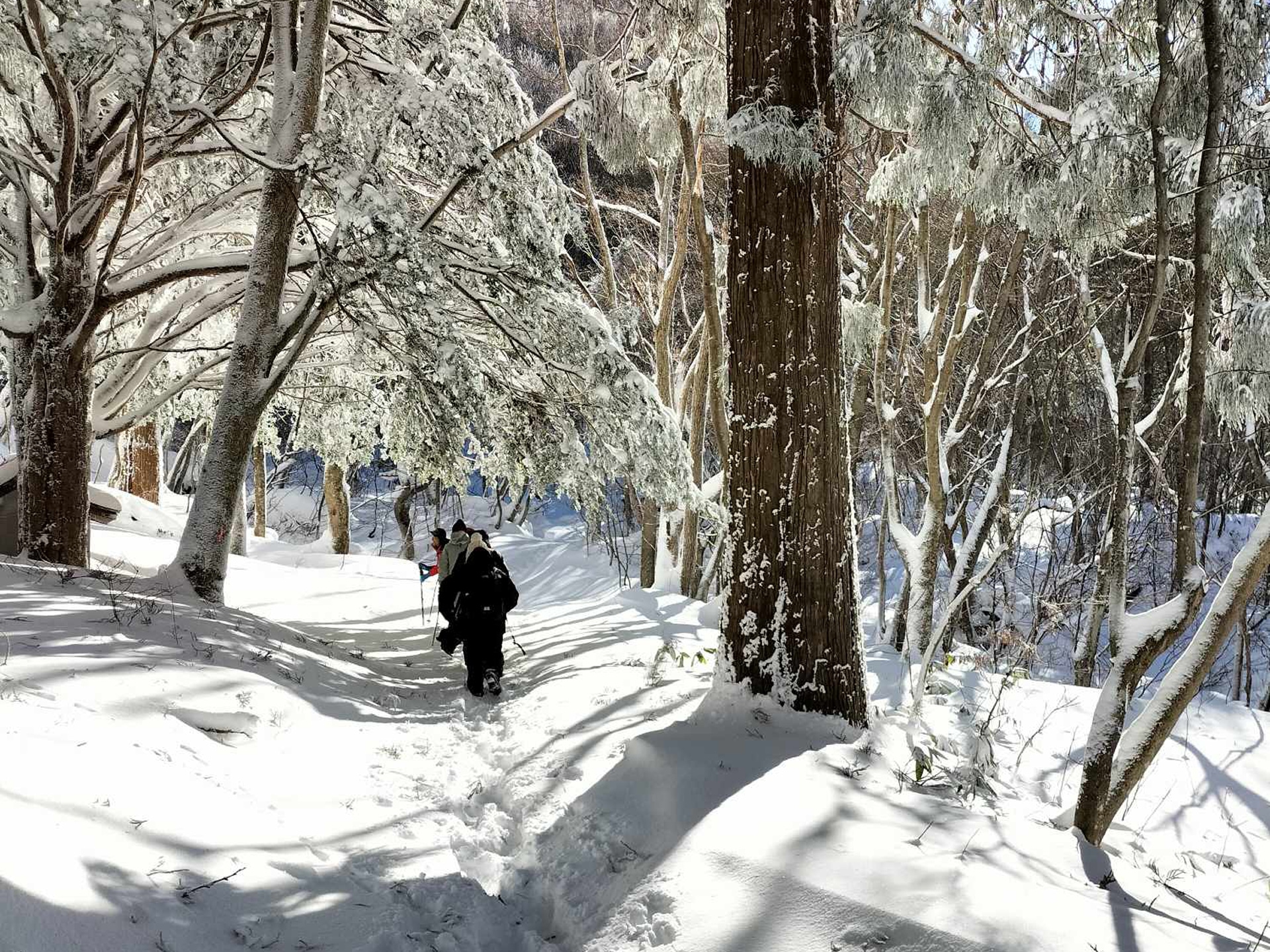 スノーシューハイキング中に雪に覆われ林間を木漏れの中歩く参加者